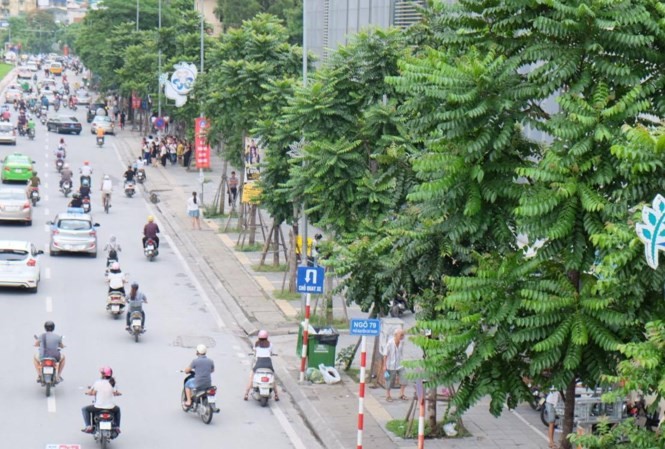 Hà Nội đã trồng mới 700.000 cây xanh trong năm 2017 Hàng cây mới trên đường Nguyễn Chí Thanh. Ảnh: Trần Hoàng
