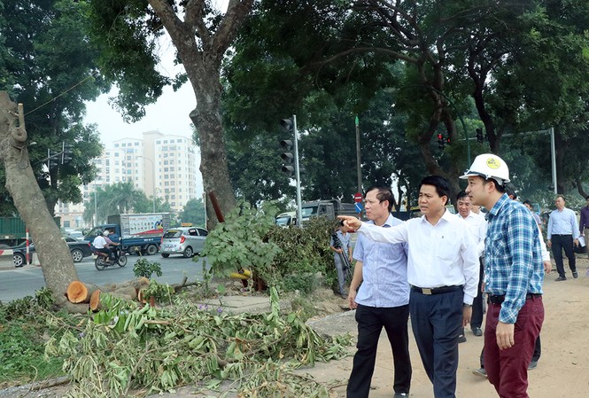 Chủ tịch Hà Nội kiểm tra đột xuất việc chặt hạ cây xanh Chủ tịch Hà Nội kiểm tra đột xuất việc chặt hạ cây xanh