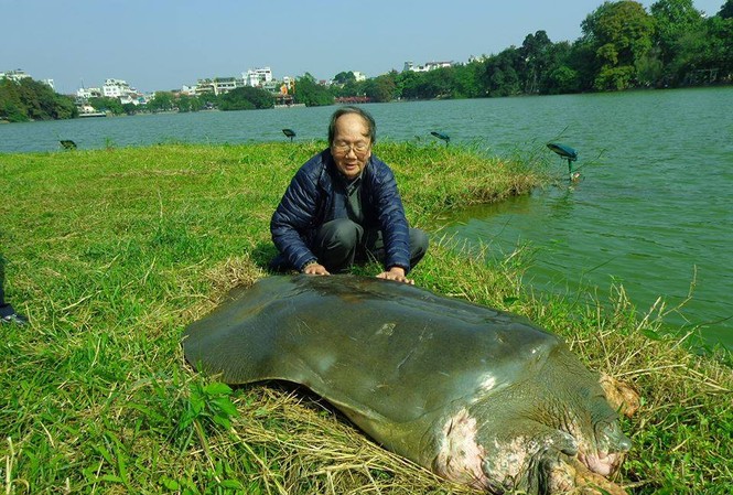 'Hồ Gươm không phải bể cá để thích thả gì thì thả' 'Hồ Gươm không phải bể cá để thích thả gì thì thả'