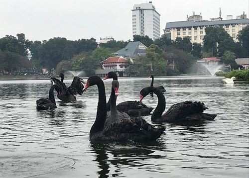 Đàn thiên nga được bảo vệ tại hồ Thiền Quang như thế nào? Đàn thiên nga được bảo vệ tại hồ Thiền Quang như thế nào?