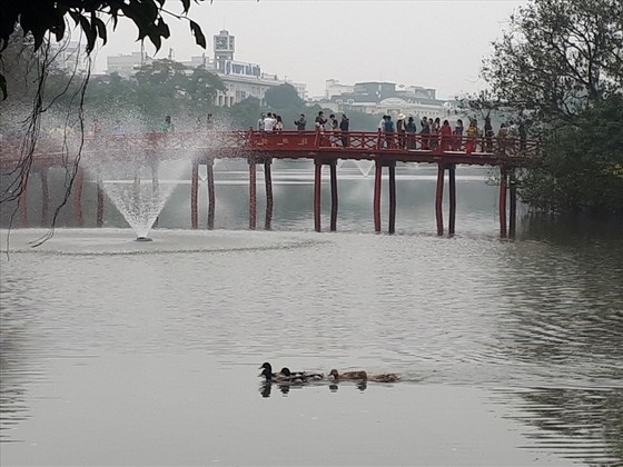 Xuất hiện đàn vịt bơi tung tăng ở Hồ Gươm Xuất hiện đàn vịt bơi tung tăng ở Hồ Gươm