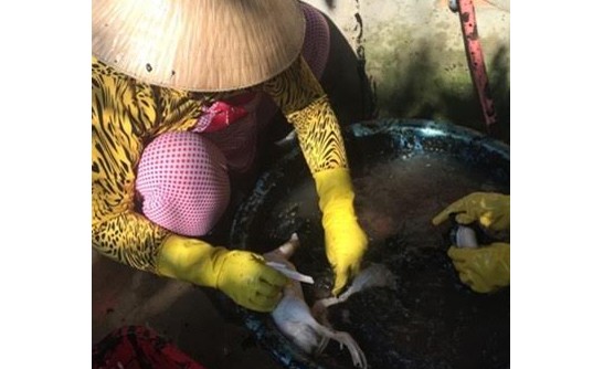 Bắt quả tang cơ sở giết mổ gia cầm sử dụng hóa chất Một công nhân đang nhổ lông vịt bên nồi nước sôi chứa hoá chất.