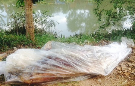 Kỳ lạ cá heo trôi dạt vào sông, cách cửa biển hơn 100 km Con cá được người dân đưa lên bờ để đem đi chôn