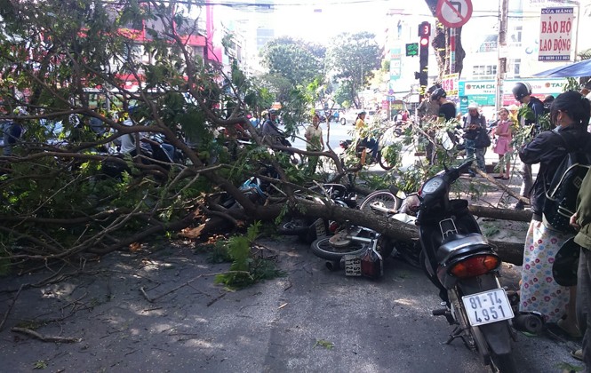 Cây xanh gãy nhánh, đè 3 người đi đường ở Sài Gòn Hiện trường nhánh cây đè trúng ba người đi đường.