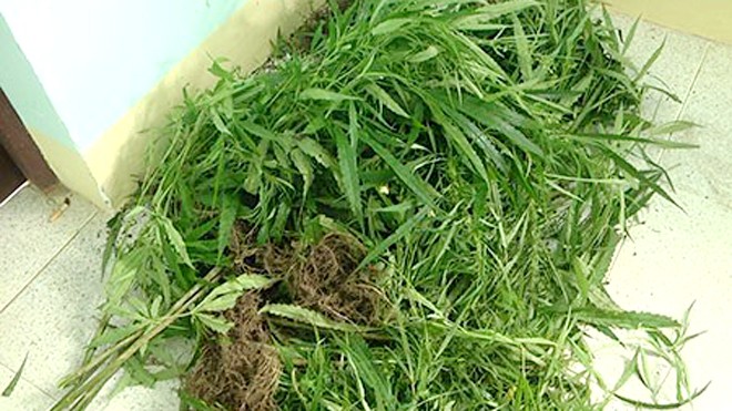Trồng 'vườn' cần sa để... vỗ béo heo, gà Cây cần sa
