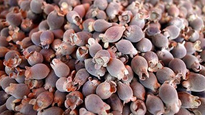 Sim rừng Phú Quốc giá 100.000 đồng/kg ở Hà Nội Mua tại đảo, giá sim Phú Quốc là 50.000 đồng/kg, nhưng khi về đến Hà Nội, loại quả này được bán với mức 100.000 - 120.000 đồng/kg