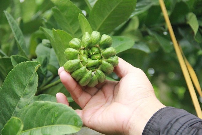 Dân Hà Nội trồng phật thủ: Người thu tiền tỷ, kẻ đổ nợ Nếu trồng sai kỹ thuật, quả phật thủ nguy cơ không phát triển, thậm chí cây bị chết. Ảnh: Ngọc Lan