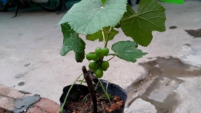 Người Hà Nội mua giống nho Pháp để lấy bóng râm Cây nho Pháp mới giâm cành đã cho quả. Ảnh: Phan Nguyễn