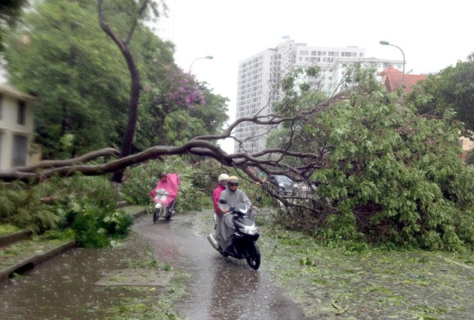Sở Xây dựng Hà Nội lên tiếng việc gần 3.000 cây gãy đổ trong bão Hai cây xà cừ bị gió bão quật đổ chắn ngang đường