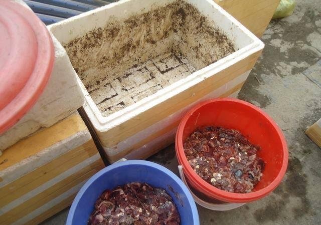 Vì sao dân Hà Nội tranh nhau mua cá thối cuối chợ? Ngoài cá tươi, mọi người còn xin, mua cả phế phẩm cá như ruột, đầu cá... về ủ phân