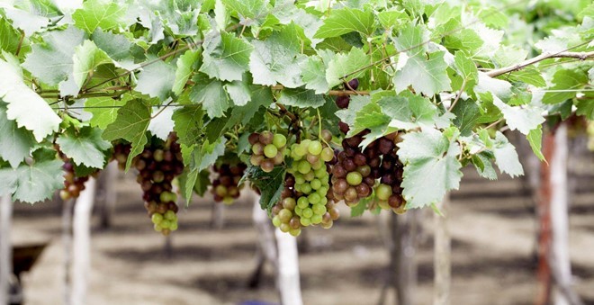 Người Hà Nội rủ nhau trồng nho Ninh Thuận Sau 8 tháng, cây nho này sẽ cho quả ngọt và mọc thành giàn trông bắt mắt