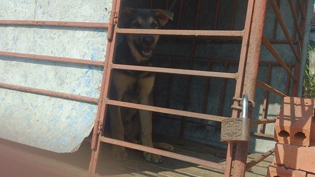 Vụ thảm sát 4 bà cháu: Nghi phạm đã tặng chó cho chủ nhà Theo gia đình chị Thanh, con chó này là do Dũng mang đến, đây cũng được coi là sự sắp đặt trước của Dũng