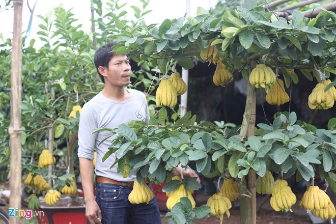 Người 'không có đối thủ' ở làng tỷ phú phật thủ Anh Nguyễn Phú Dũng bên gốc phật thủ bonsai ưng ý