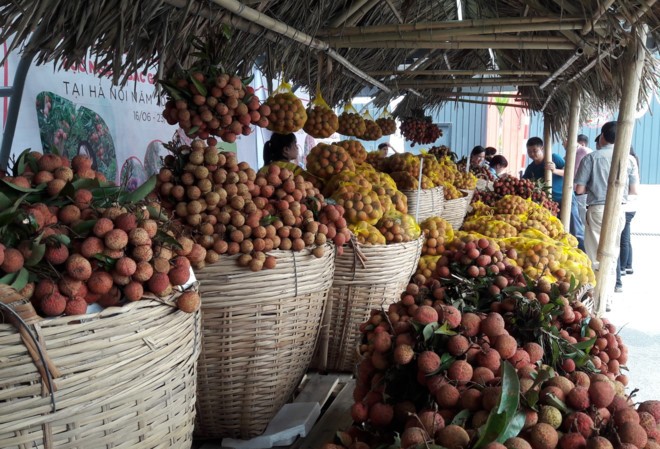 Vải thiều Lục Ngạn được quảng bá suốt tuần ở Hà Nội Tuần lễ vải thu hút nhiều doanh nghiệp và người dân tham gia mua bán