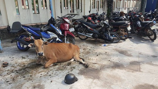 Công an huyện Phú Quốc 'tạm giam'... 2 con bò Mặc dù bị tạm giữ nhưng con bò này vẫn được chăm sóc cẩn thận