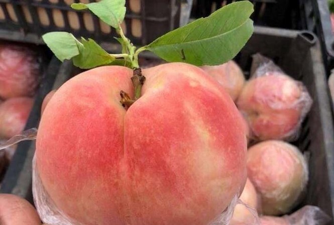 Sự thật đào tiên khổng lồ mới xuất hiện: 1kg/quả, rẻ như rau muống Đào tiên khổng lồ nhiều quả nặng tới cả cân khiến nhiều bà nội trợ hiếu kỳ