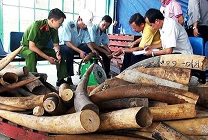 Cán bộ hải quan 'đánh tráo' sừng tê lấy tiền cá độ bóng đá Ảnh minh họa.