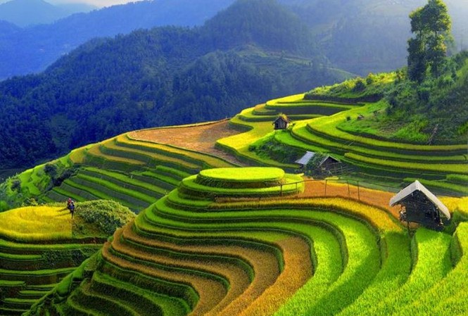 Yên Bái tái hiện chuyện tình 'Hoa ban trắng' Ruộng bậc thang tại Mù Cang Chải.