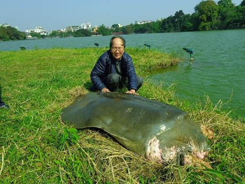 Tìm thấy một cá thể rùa Hoàn Kiếm ở Hà Nội Tìm thấy một cá thể rùa Hoàn Kiếm ở Hà Nội