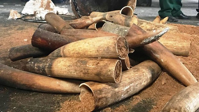 Nhân viên tráo hàng trăm kg ngà voi, lãnh đạo rút kinh nghiệm? Nhân viên tráo hàng trăm kg ngà voi, lãnh đạo rút kinh nghiệm?
