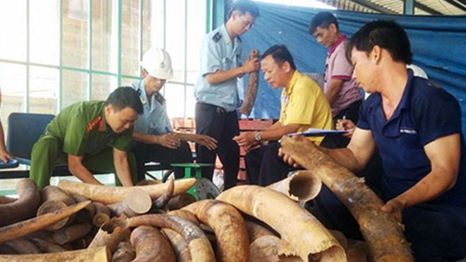 Phát hiện 4 khúc ngà voi Châu Phi tại sân bay Nội Bài Ảnh minh họa một vụ bắt ngà voi của lực lượng Hải quan Việt Nam. Nguồn: Internet