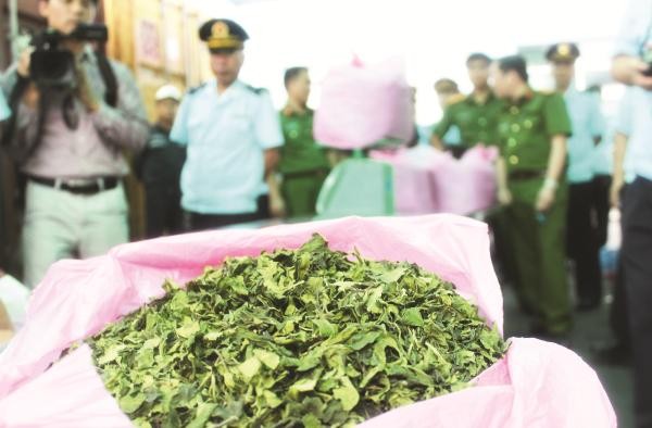 Đẩy mạnh tình báo chống buôn bán ma túy, đạn dược Lá Khat chứa chất ma túy Cathinone có mức độc hại gấp nhiều lần các loại ma túy thông thường đang được tội phạm tìm cách tuồn về Việt Nam