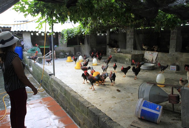 Hơn 6 tỷ đồng cứu trợ lũ lụt người dân Chương Mỹ Chị Nguyễn Thị Vui (thôn Bùi Xá, thị trấn Xuân Mai), Chương Mỹ, Hà Nội cho biết, bị chết khoảng 400 con gà trong đợt lụt vừa qua. Ảnh: Trường Phong