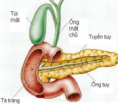 Suýt chết vì hoại tử tụy do bia rượu Suýt chết vì hoại tử tụy do bia rượu