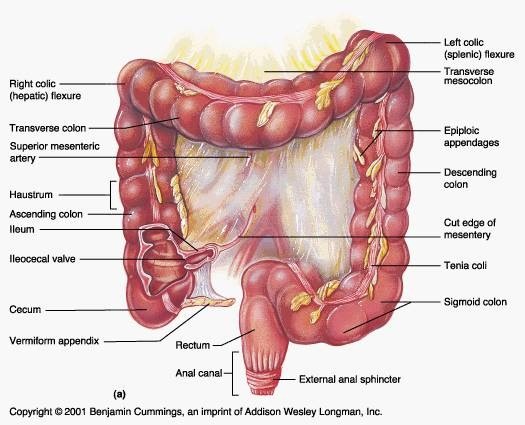 Bé gái phát hiện mắc bệnh hiếm khi siêu âm để xuất viện Bé gái phát hiện mắc bệnh hiếm khi siêu âm để xuất viện
