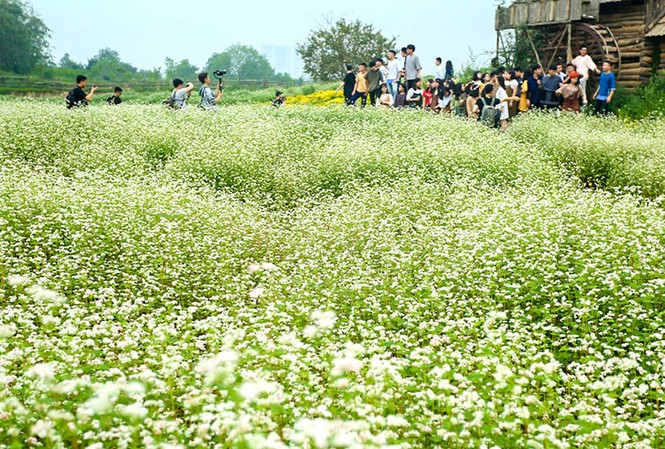 Cận cảnh miền hoa tam giác mạch ở Hà Nội Cận cảnh miền hoa tam giác mạch ở Hà Nội