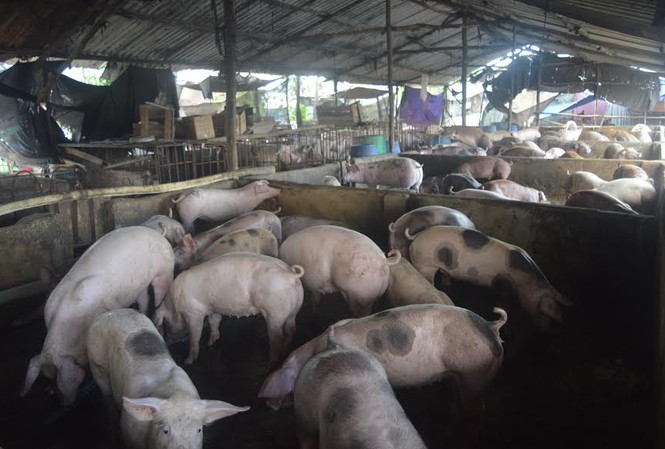 Lập biên bản 37 hộ nuôi heo gây ô nhiễm môi trường 37 hộ thuê lại để mở chuồng chăn nuôi heo với gần 6.500 con heo thịt. Ảnh: Việt Văn
