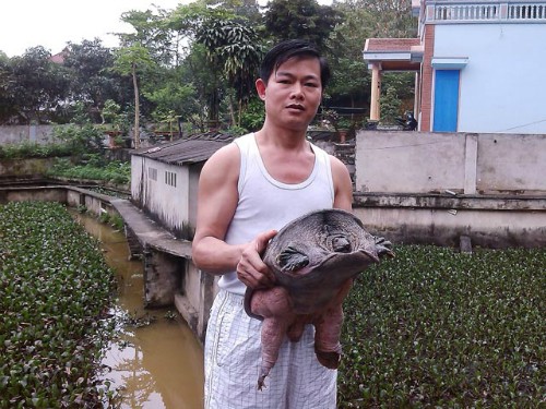 Nuôi ba ba gai lãi nửa tỷ đồng mỗi năm Anh Hà Tiến Hùng "khoe" con ba ba 2 năm tuổi nặng hơn 3kg.