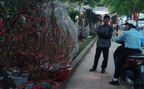 Tết này, người Sài Gòn biếu nhau đào thế, bánh chưng Người dân Sài Gòn chọn đào tết đi biếu. Ảnh: Long Nguyễn