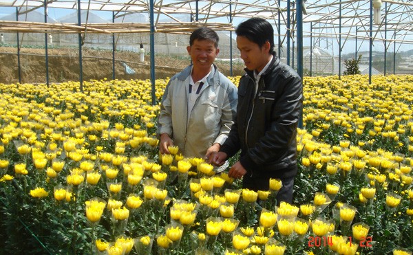 Giàu lên nhờ liên kết trồng hoa Vườn hoa cúc của anh Hải