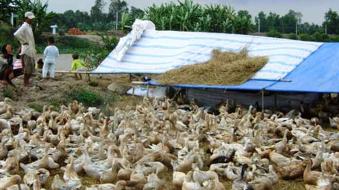 Nguy cơ lây cúm từ vịt chạy đồng Vịt chạy đồng tiềm ẩn nguy cơ dịch bệnh lây lan vùng sông nước