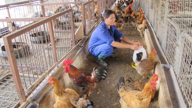 Chăn nuôi gia cầm liêu xiêu trong dịch cúm Chăn nuôi gia cầm đang liêu xiêu do giá thấp, thua lỗ. ảnh: quý đức