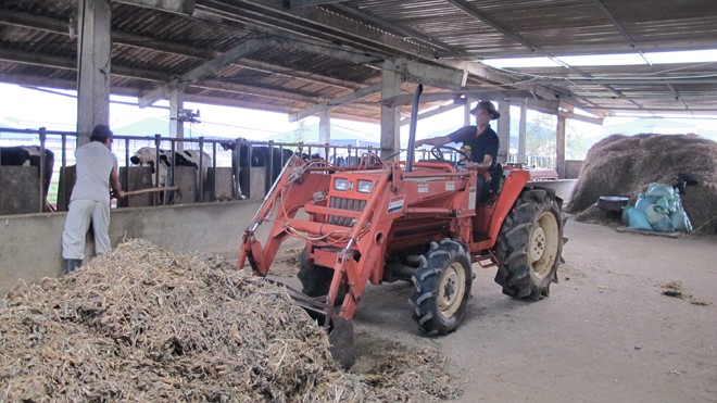 Thành tỷ phú nhờ đưa tiến bộ mới vào chăn nuôi Anh Phan Doãn Huấn đang điều khiển máy xúc thức ăn cho đàn bò sữa.
Ảnh: Phạm Anh