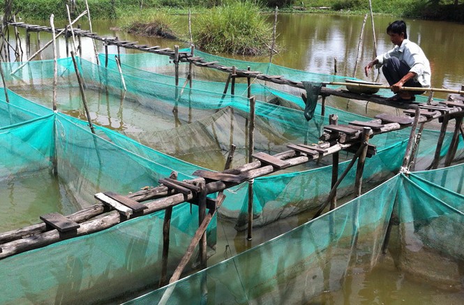 Nuôi cá lóc trong vèo Chăm sóc cá lóc trong vèo. Ảnh: Ngọc Huyền
