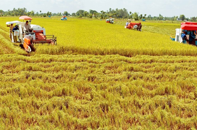 Èo uột đầu tư FDI vào nông nghiệp Vốn FDI đầu tư vào lĩnh vực nông nghiệp chỉ hơn 1% tổng đầu tư FDI vào Việt Nam. Ảnh: Sao Mai