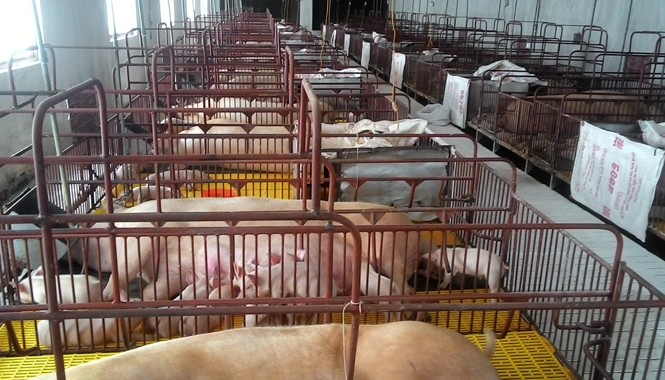 Người phải tắm trước khi vào thăm... lợn! Chuồng lợn nái ở trang trại tại Trấn Yên của Cty CP