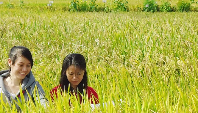 Lúa chịu mặn Nghiên cứu lúa chịu mặn. Ảnh: Ngọc Huyền