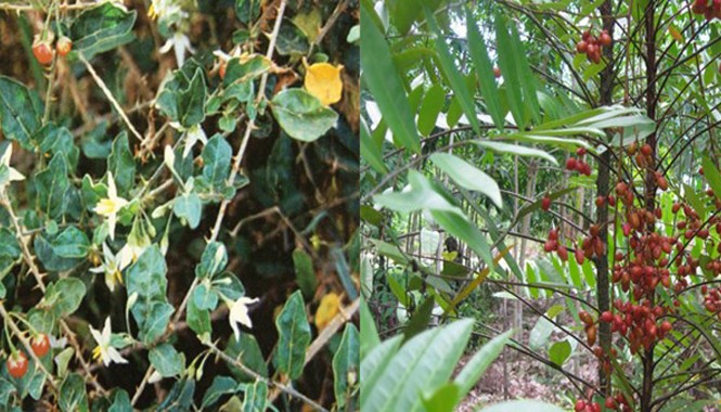 Phát hiện mới trong hỗ trợ điều trị viêm gan virus B mạn tính từ cây thuốc Việt Nam Cây Cà gai leo và Mật nhân, hai nguyên liệu chính của Giải độc gan Tuệ Linh