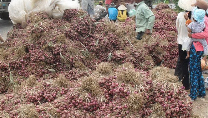 Hàng chục ngàn tấn hành tím tồn đọng bị hư hỏng Hành tím tồn đọng trong dân. Ảnh: Ngọc Duyên