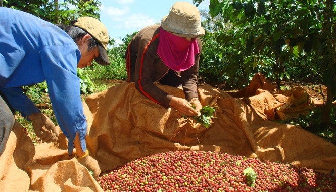Hơn 600 công nhân còng lưng gánh nợ Công nhân khốn khổ vì nợ và khoán cao