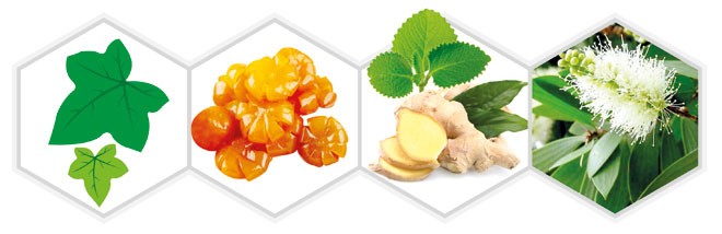 Sai lầm thường gặp khi điều trị ho cho trẻ Dịch ép quả tắc, đường phèn kết hợp cao lá thường xuân, tinh dầu (gừng, húng chanh, tràm) giúp bổ phế, nhuận phế, giảm ho cho trẻ