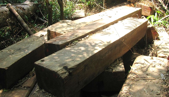 Càng truy quét, càng “vấp phải” gỗ lậu Gỗ lậu được phát hiện trong rừng đặc dụng Bà Nà - Núi Chúa