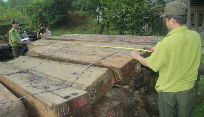 Nghi vấn bảo kê vụ phá rừng: Kiểm lâm giải trình, công an vào cuộc Gỗ tang vật được tạm giữ tại Hạt Kiểm lâm Dốc Kiền (Đông Giang). Ảnh: CTV