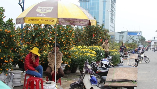 Đà Nẵng thưa thớt chợ hoa cảnh tết 1. Thị trương hoa cảnh Tết thưa vắng dịp cao điểm