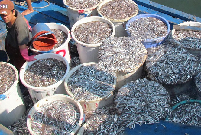 Lộc biển đầu xuân của ngư dân Nha Trang Cá cơm đầy thuyền, đầy bến