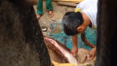 Nhân viên xẻ thịt nai trong công viên bị kỉ luật Cảnh giết nai trong công viên. Ảnh: Nguyễn Huy
